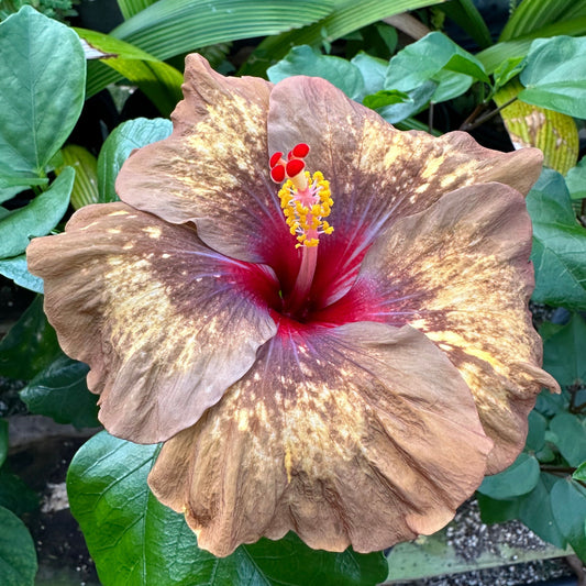 Hibiscus Rainforest Relic