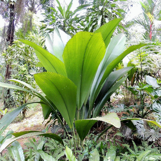 Joey Palm (Johannesteijsmannia Altifrons): An Unfolding Tropical Marvel