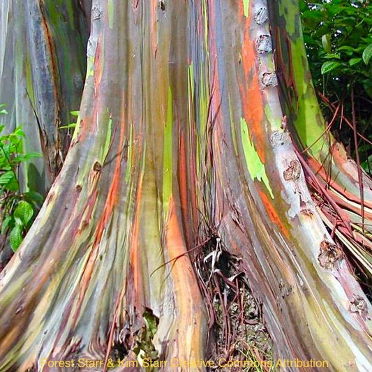 Rainbow Eucalyptus (Eucalyptus Deglupta): A Kaleidoscope of Color