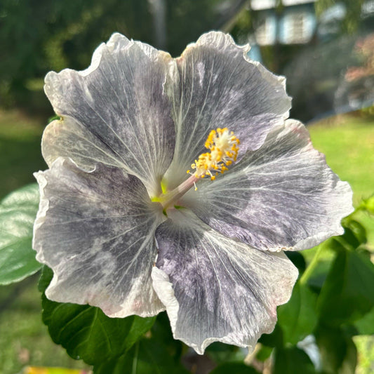 Hibiscus Tundra Permafrost