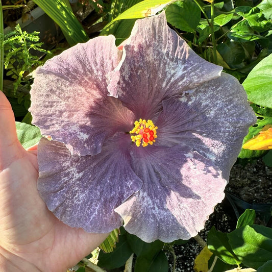 Hibiscus Moondust Miracle