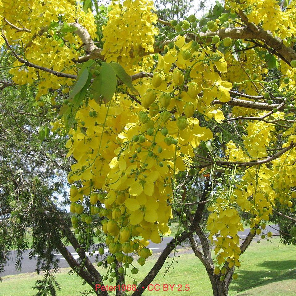 Golden Shower Tree - Cassia Fistula