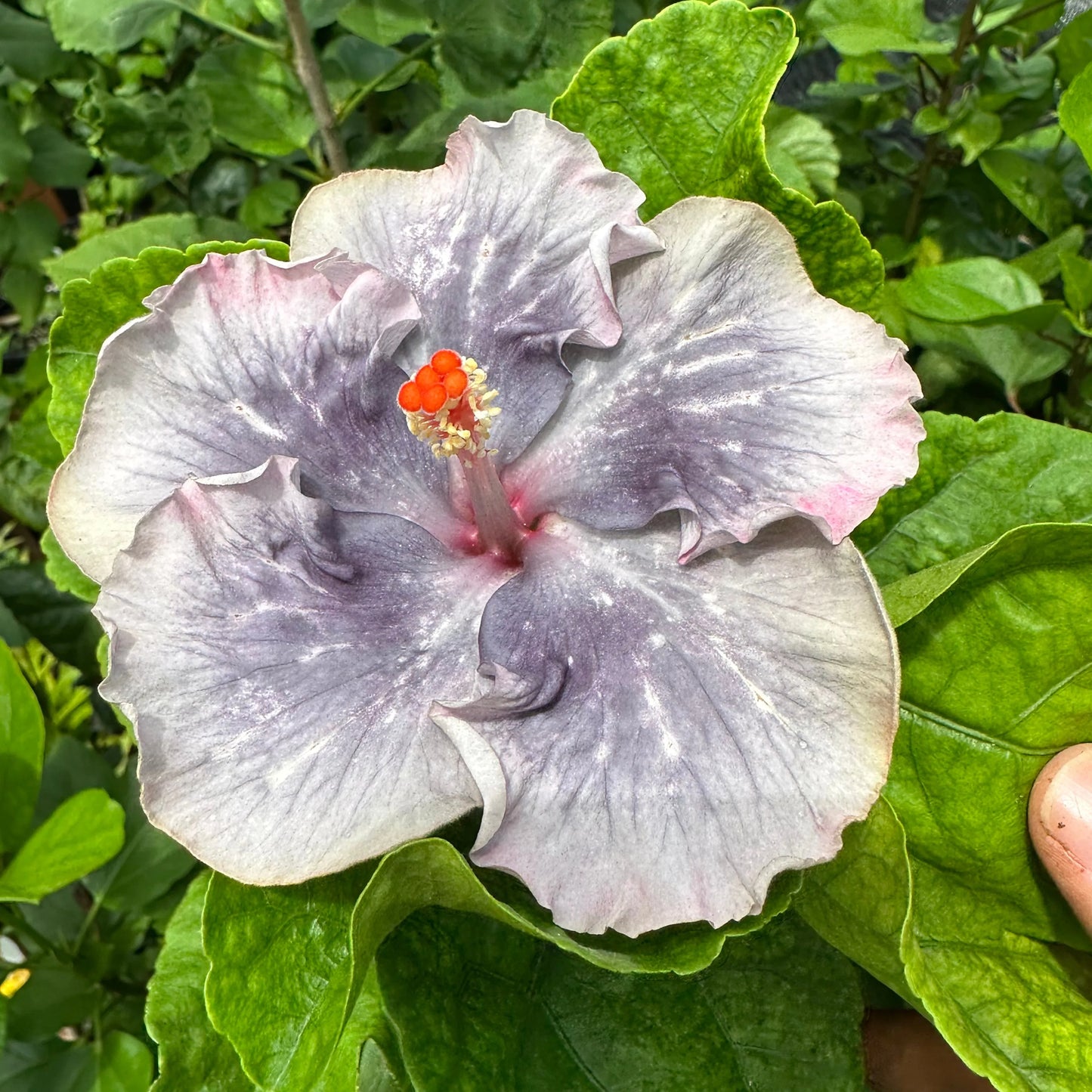 Hibiscus Atlantean Pearl: A Floral Treasure