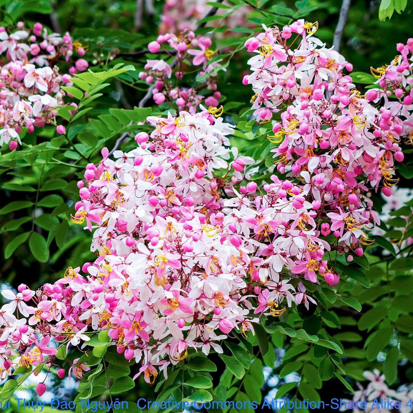 Cassia javanica Seedlings: Nurturing Pink Elegance