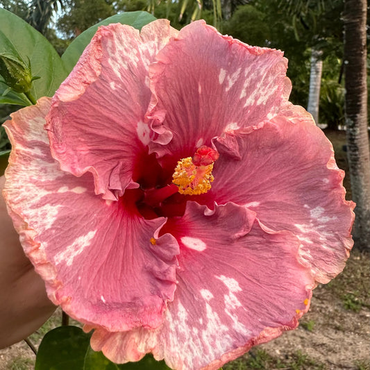 Hibiscus Guinevere’s Gown