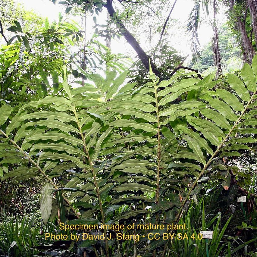 Golden Beehive Ginger (Zingiber Spectabile)