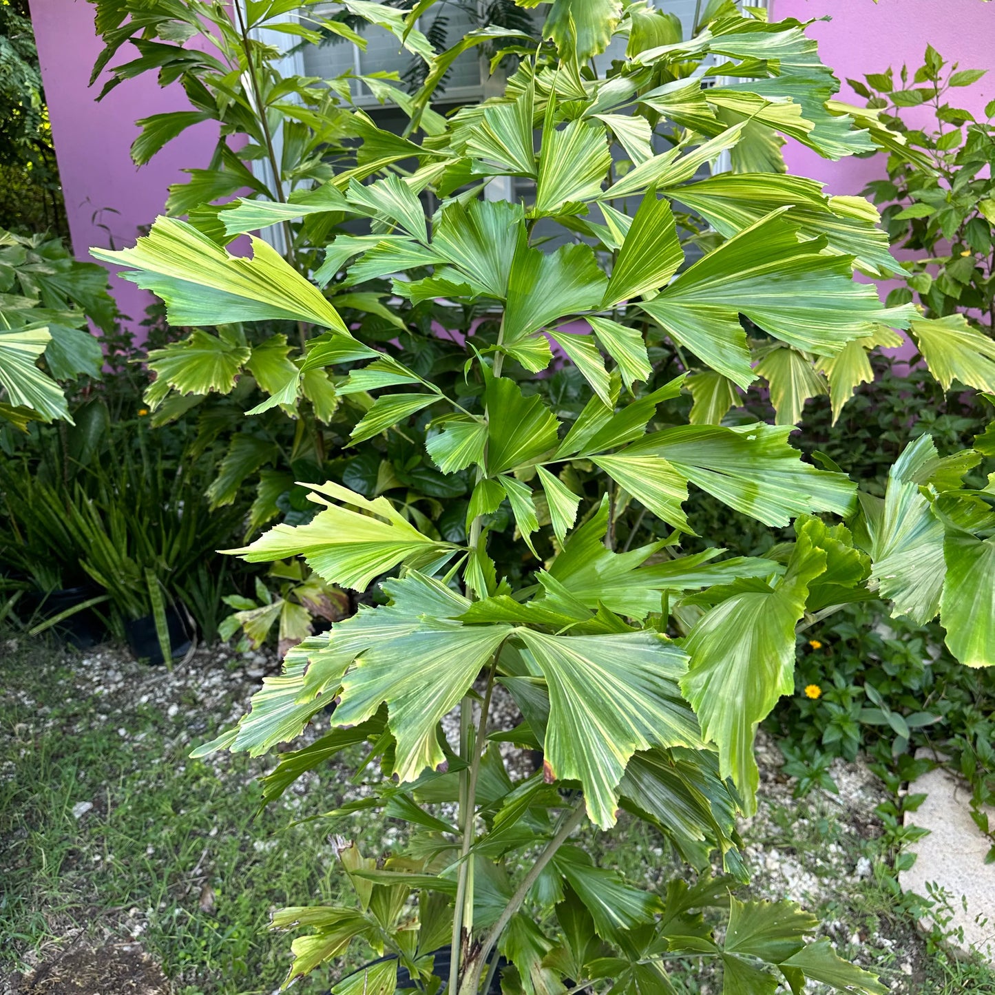 Variagated Fishtail Palm