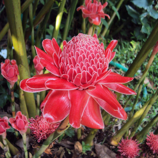 Torch Ginger (Etlingera elatior 'Red'): A Fiery Marvel