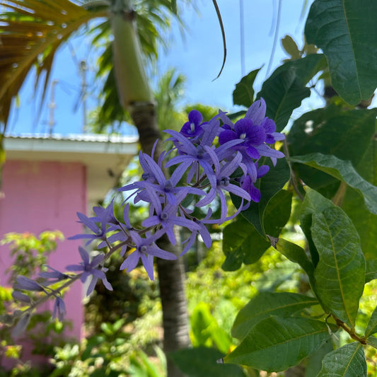 Queen's Wreath Vine, also known as Petrea volubilis or Purple Wreath