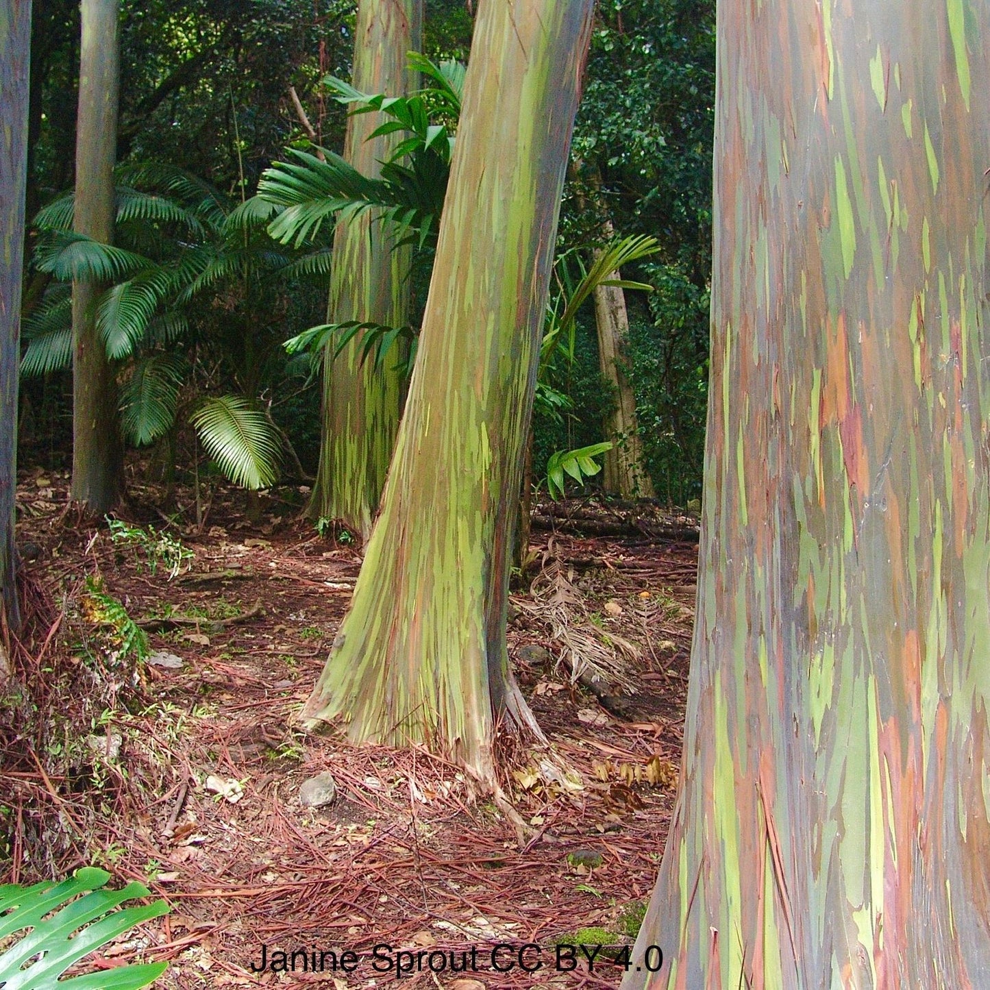 Rainbow Eucalyptus (Eucalyptus Deglupta): A Kaleidoscope of Color