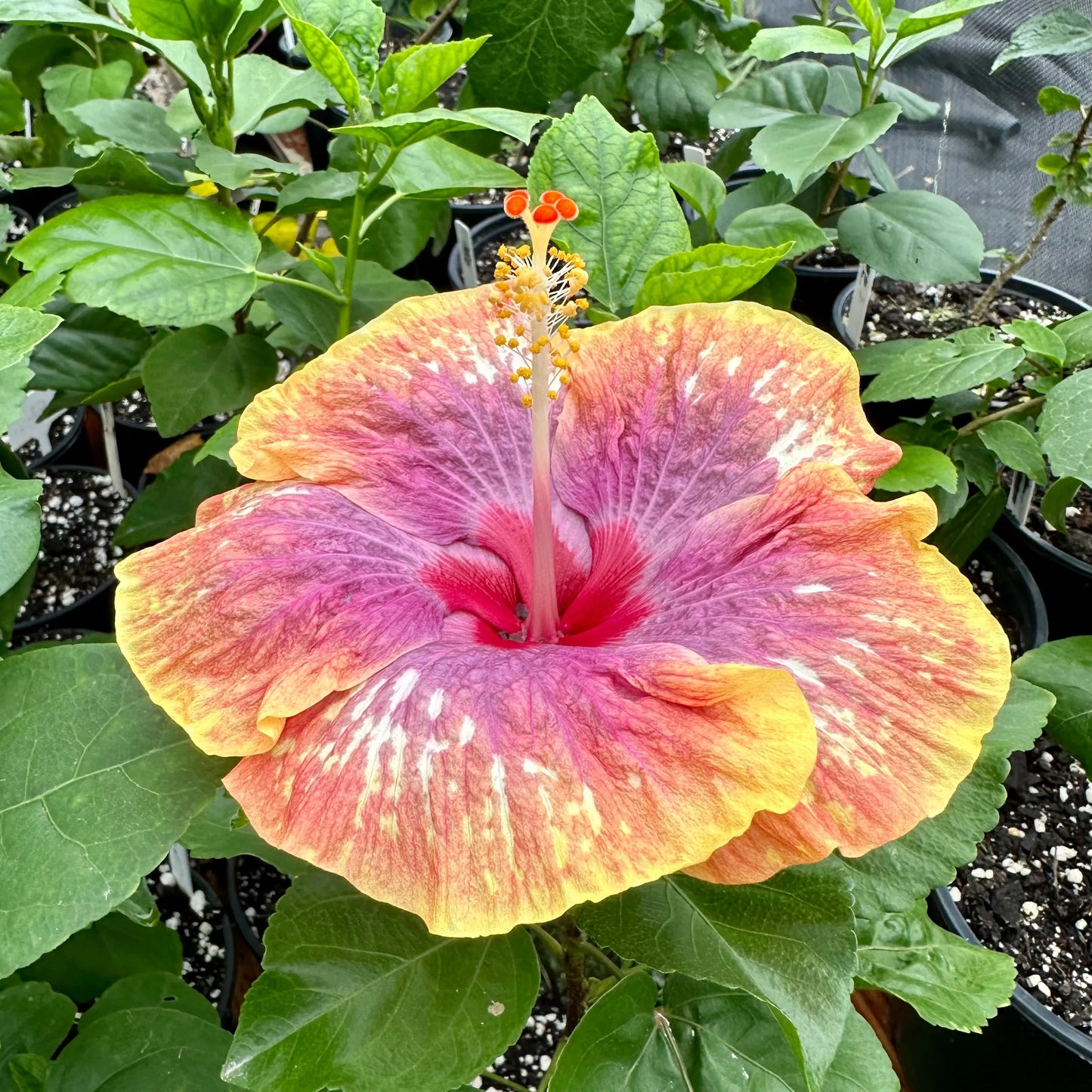 Hibiscus Sunset Coral Sonata: Caribbean Sunset-Inspired