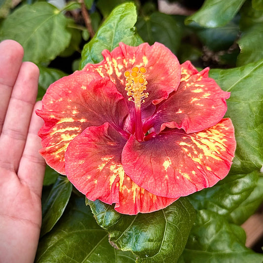 Hibiscus Stellar Fusion: Floral Colour-Changing