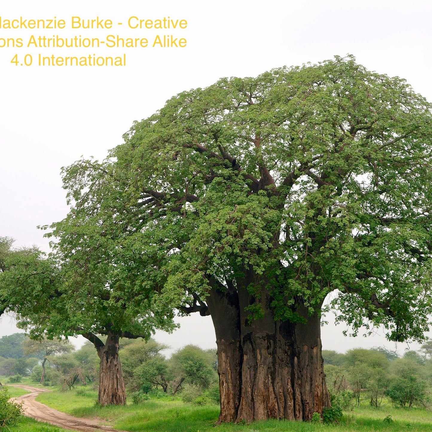 Adansonia Digitata (Baobab Tree): An Icon of the African Savannah