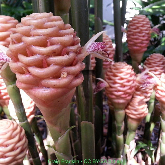 Pink Maraca Beehive Ginger (Zingiber Spectabile 'Pink Maraca'): A Spectacle of Pink Hues