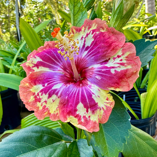 Hibiscus Nirvana Nectar: Blossoms of Enlightenment