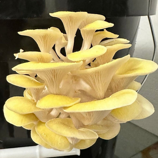 Golden Oyster Mushroom Mycelium