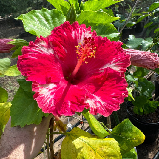 Hibiscus Rebel Rose: Bold Beauty