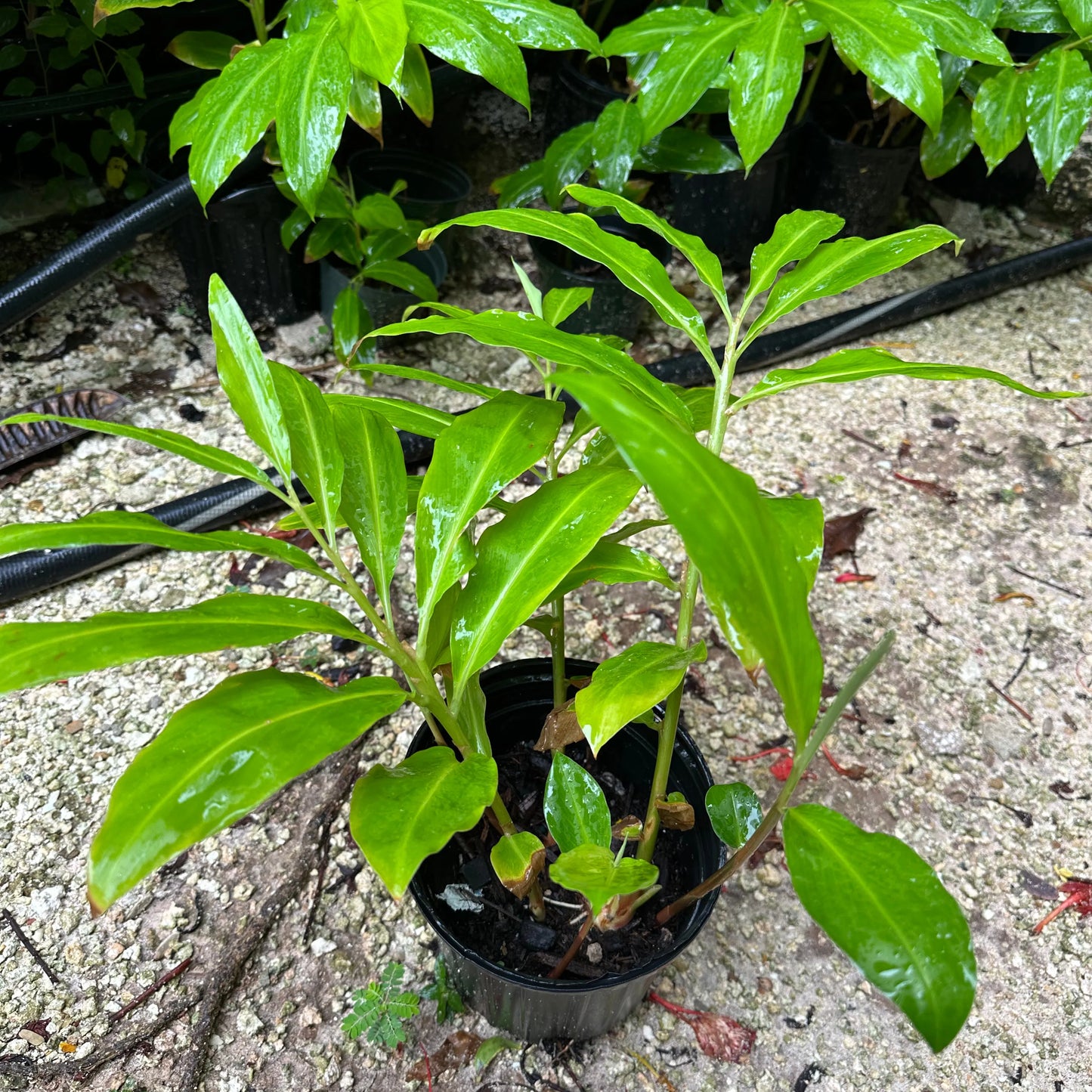 Golden Beehive Ginger (Zingiber Spectabile)