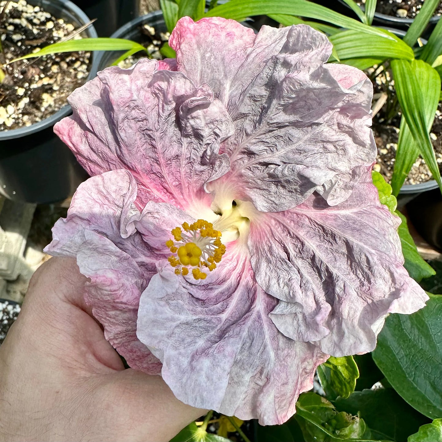 Hibiscus Geisha’s Blush: Color-Changing