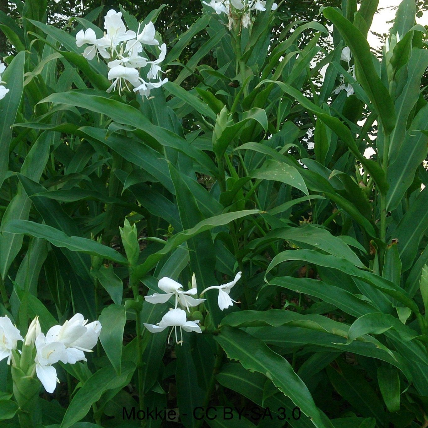 White Butterfly Ginger (Hedychium coronarium) - FRAGRANT!