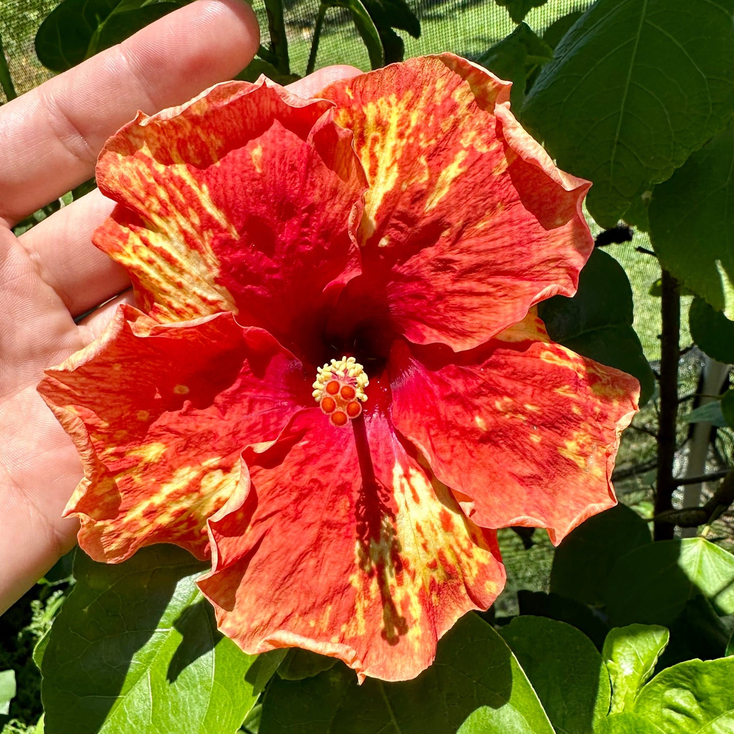 Hibiscus Bennu's Glowing Blaze