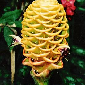 Golden Beehive Ginger (Zingiber Spectabile)