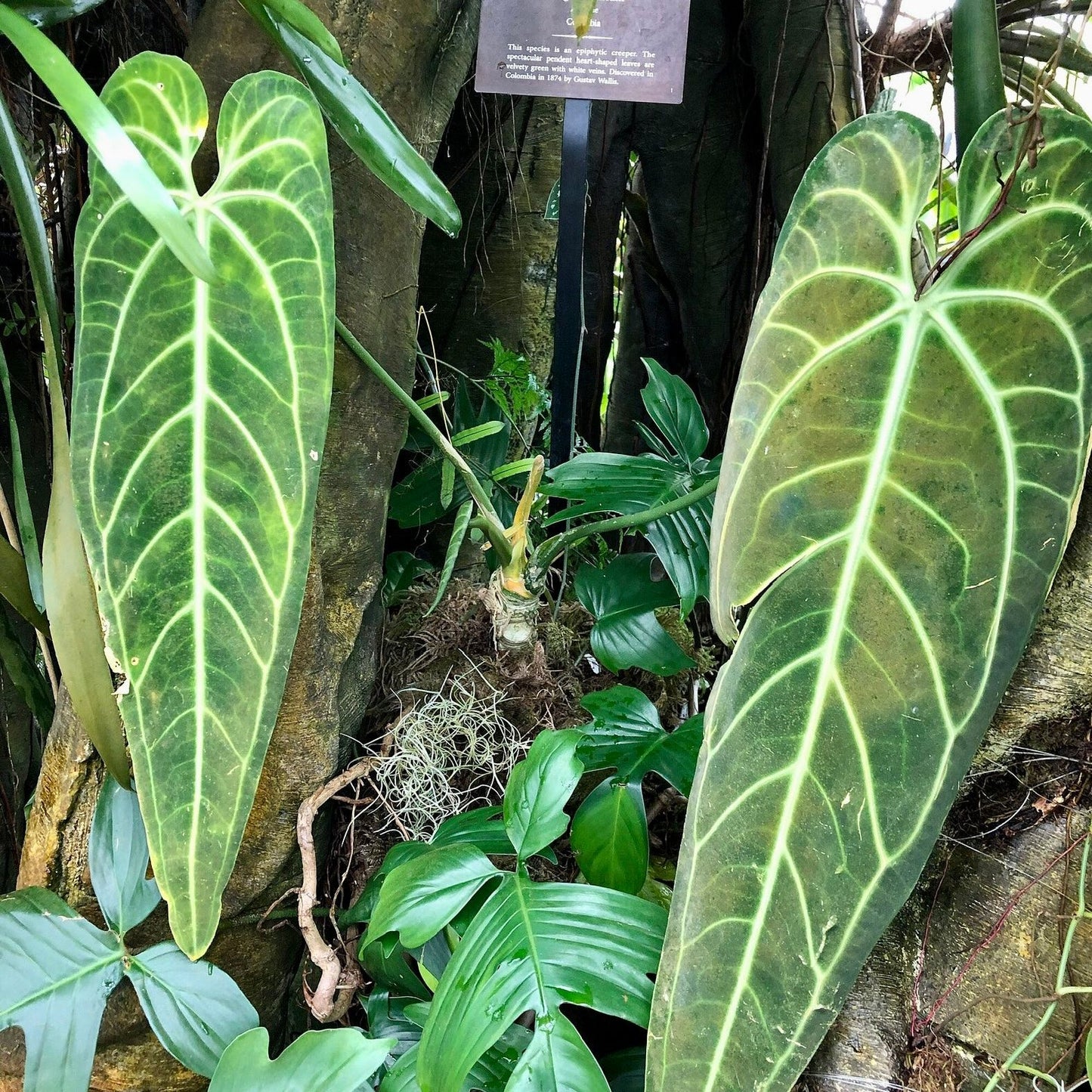 Anthurium warocqueanum: The Regal Queen of Anthuriums