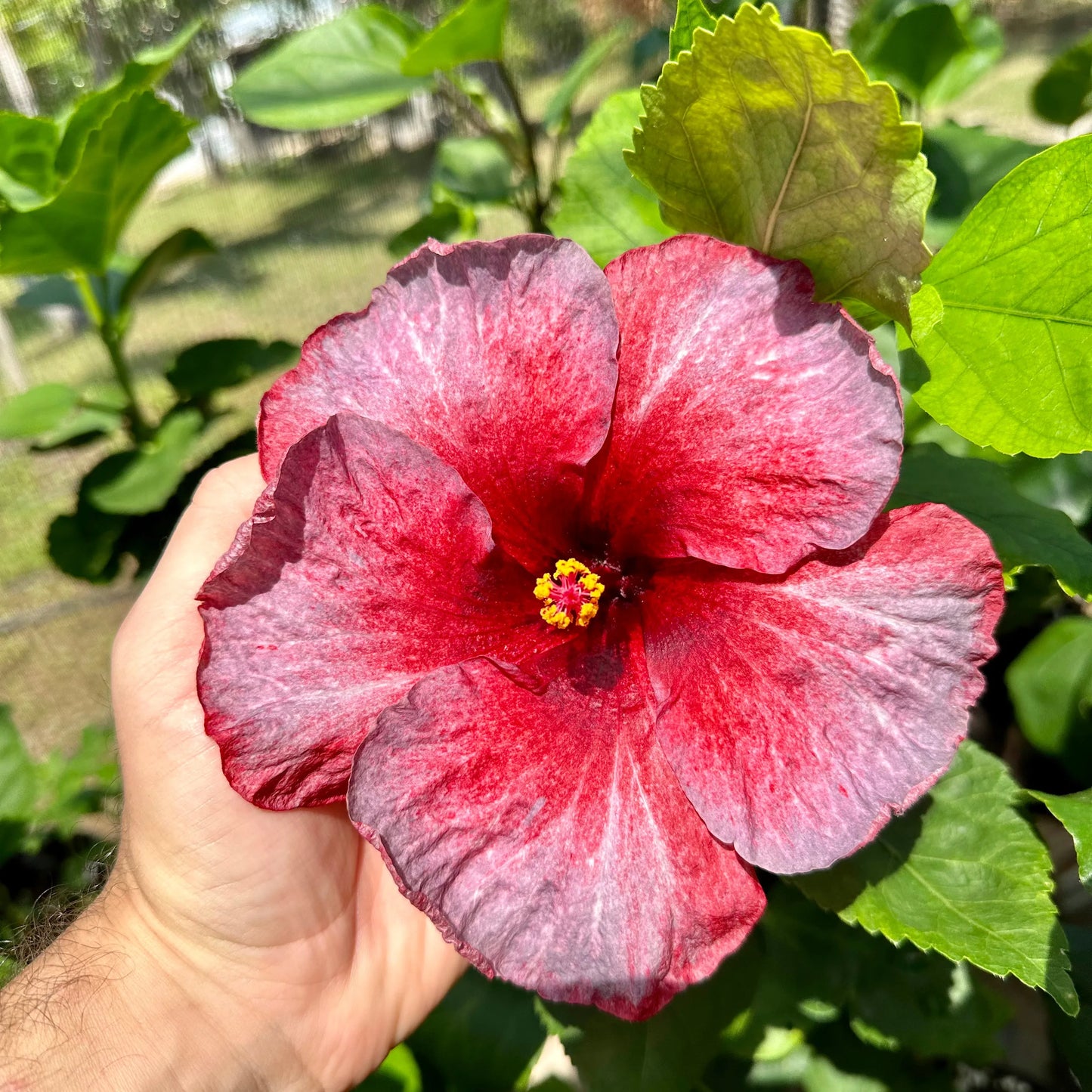 Hibiscus Frostfire Fleur: Fiery Center and Frosty Outer Hue