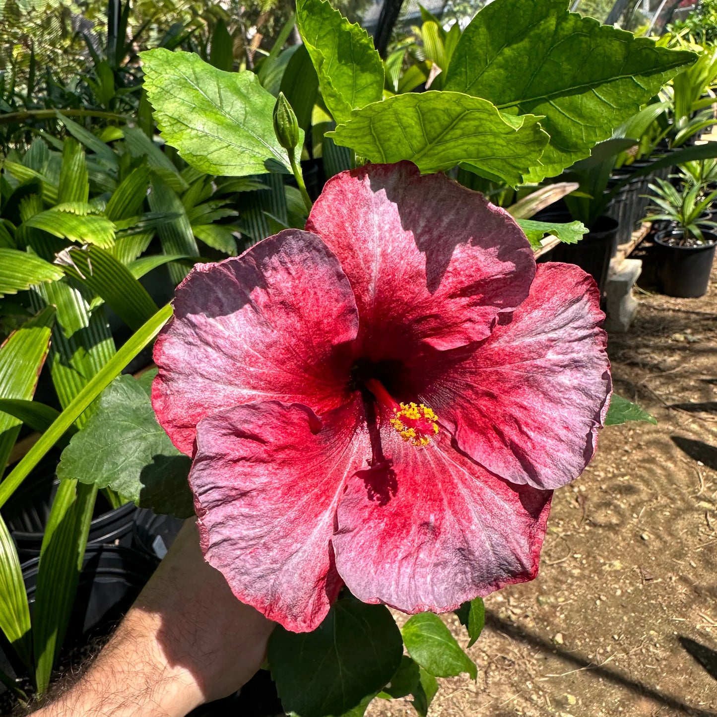 Hibiscus Frostfire Fleur: Fiery Center and Frosty Outer Hue