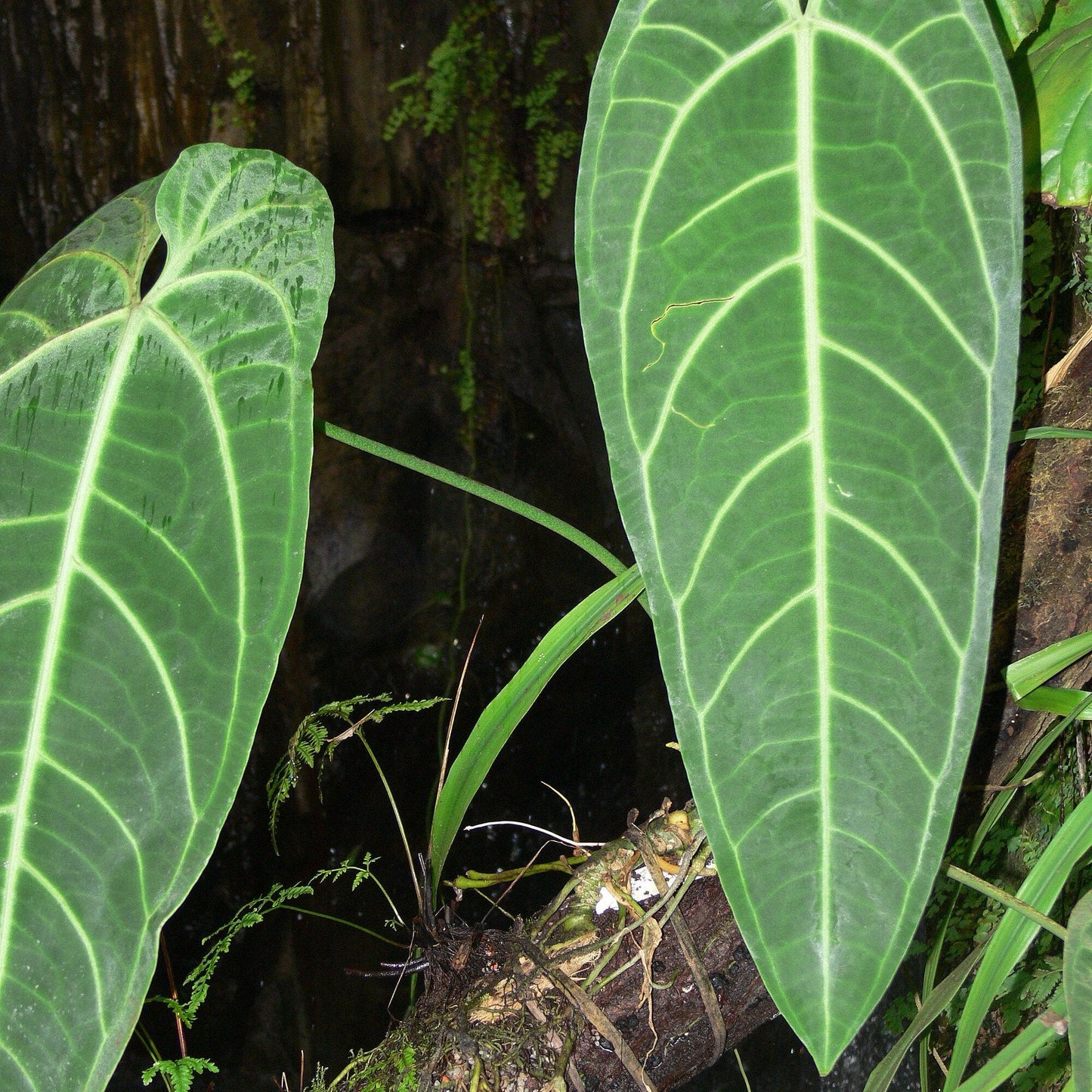 Anthurium warocqueanum: The Regal Queen of Anthuriums