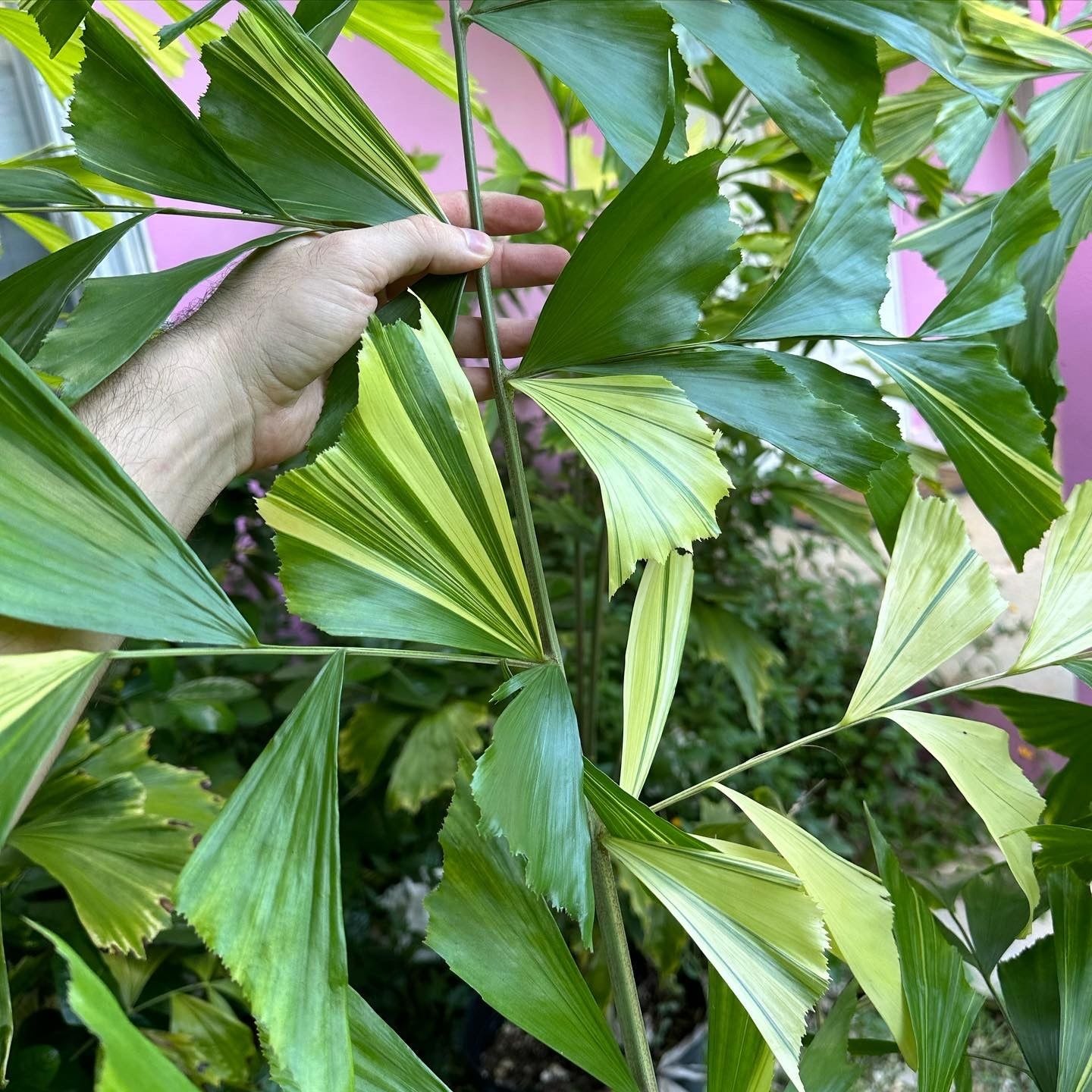 Variagated Fishtail Palm