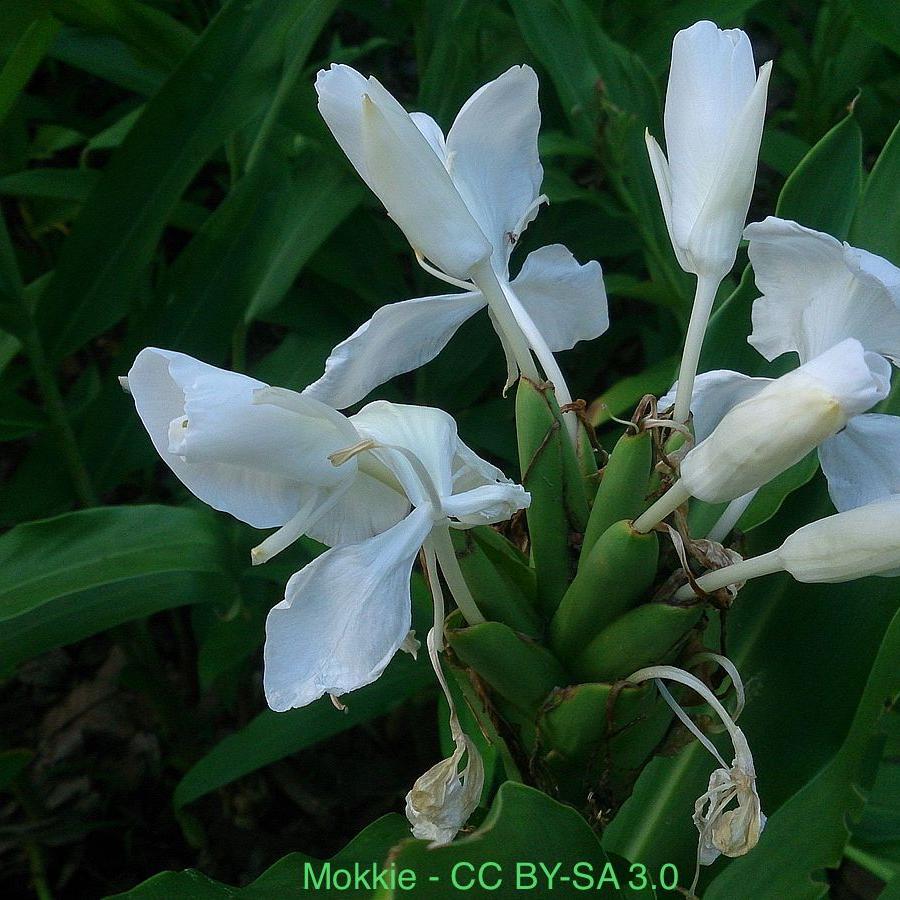 White Butterfly Ginger (Hedychium coronarium) - FRAGRANT!