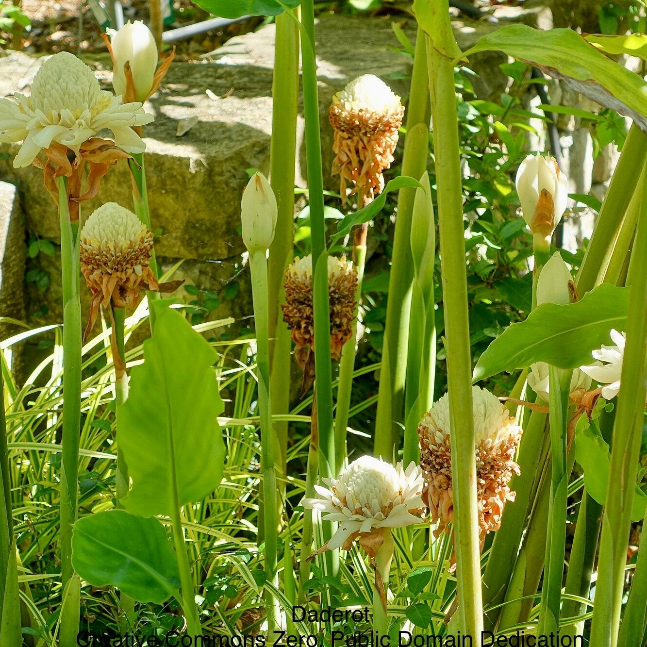 White Torch Ginger (Etlingera Elatior 'White'): Serene Elegance