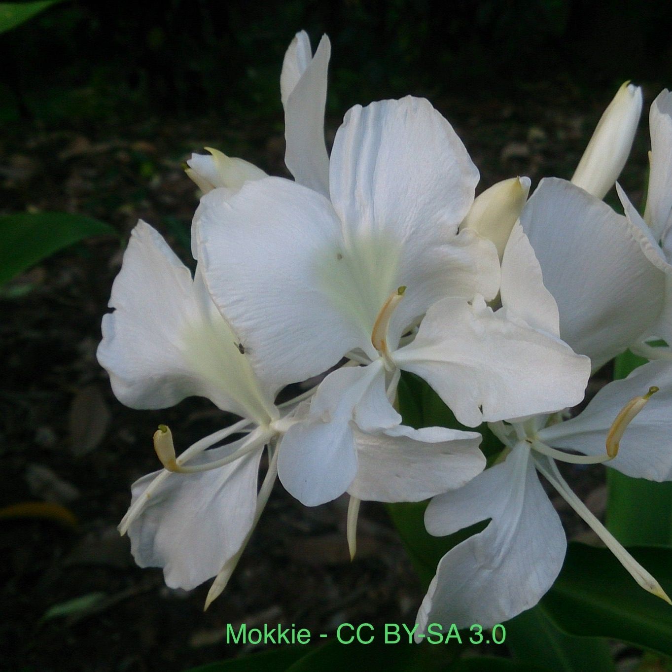 White Butterfly Ginger (Hedychium coronarium) - FRAGRANT!