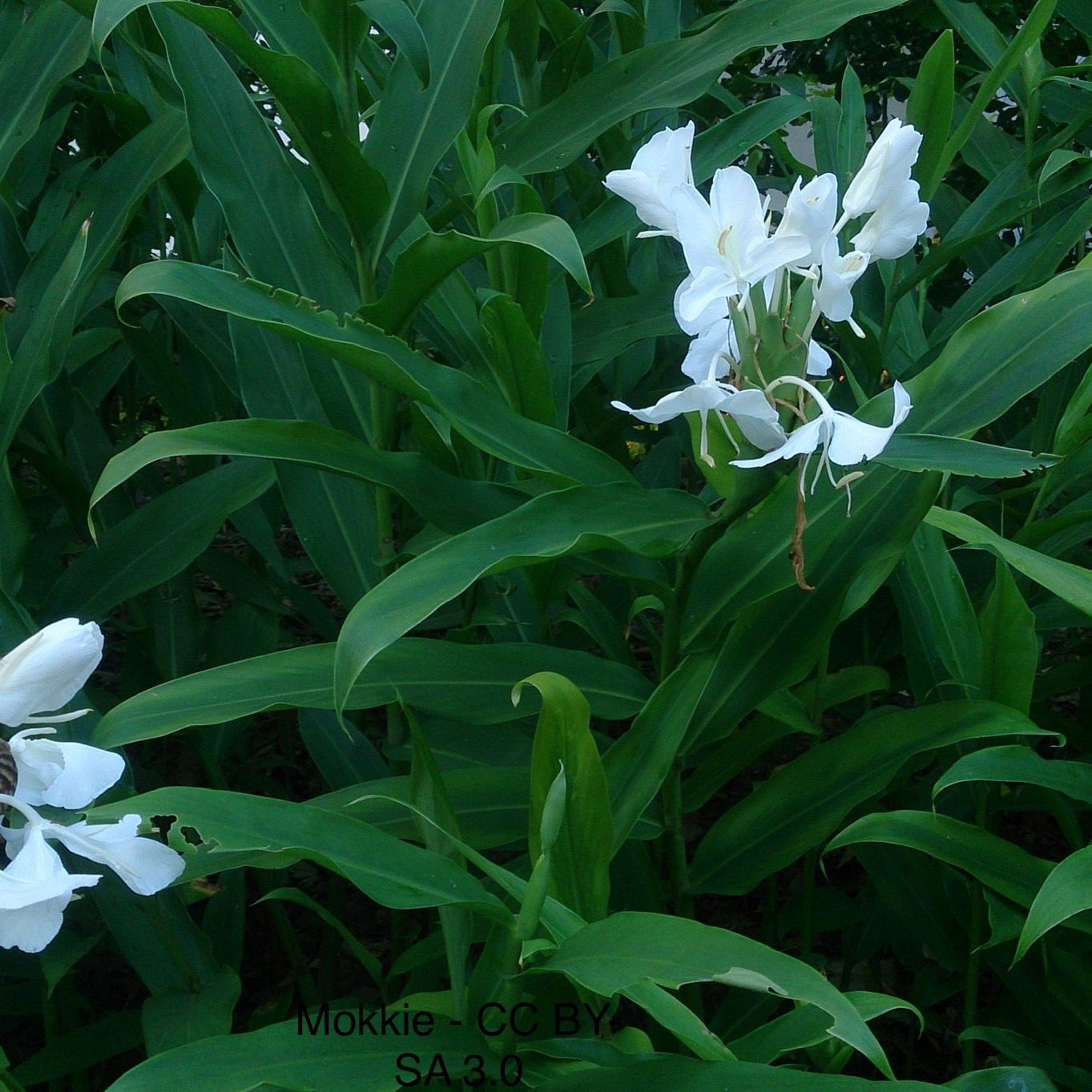 White Butterfly Ginger (Hedychium coronarium) - FRAGRANT!