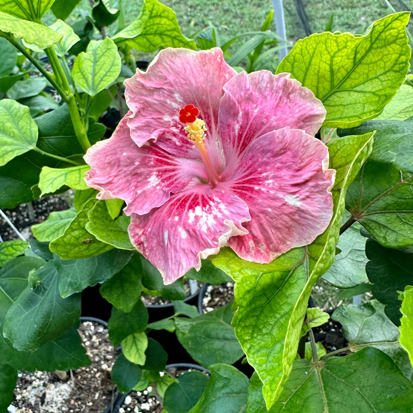 Hibiscus Sakura Swirl