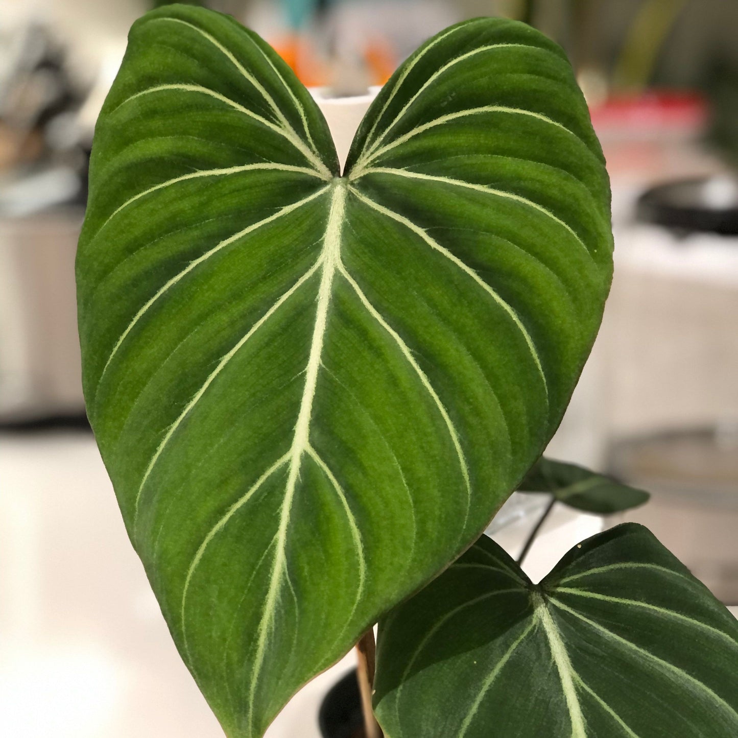 Philodendron Gloriosum: Velvet Elegance in Foliage