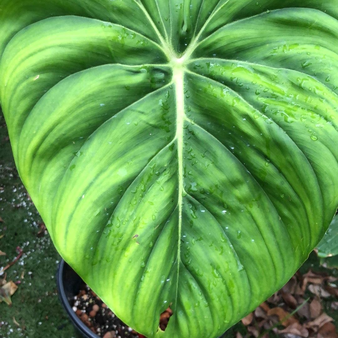 Philodendron 'McDowell': A Verdant Jewel of the Rainforest