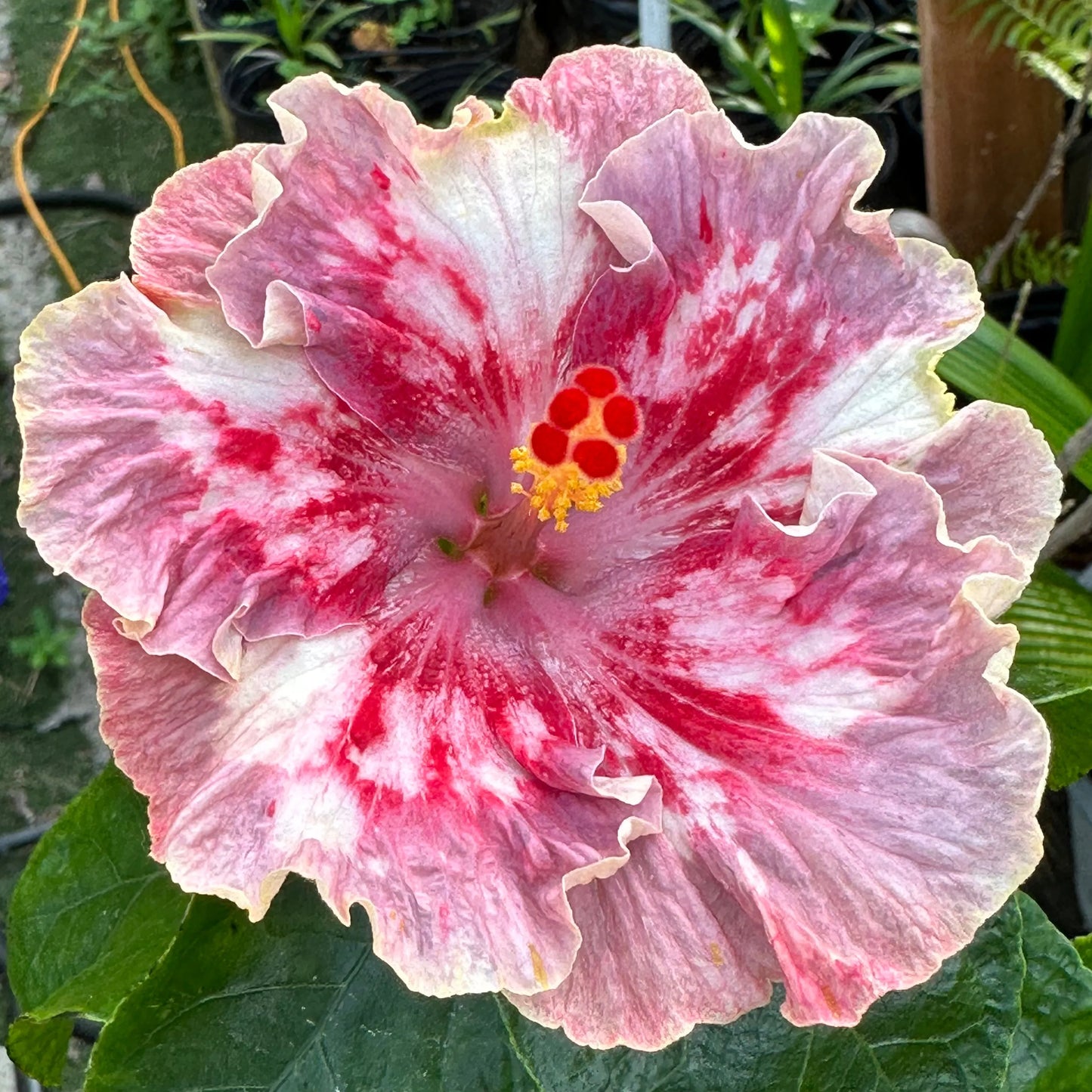 Hibiscus Sakura Swirl