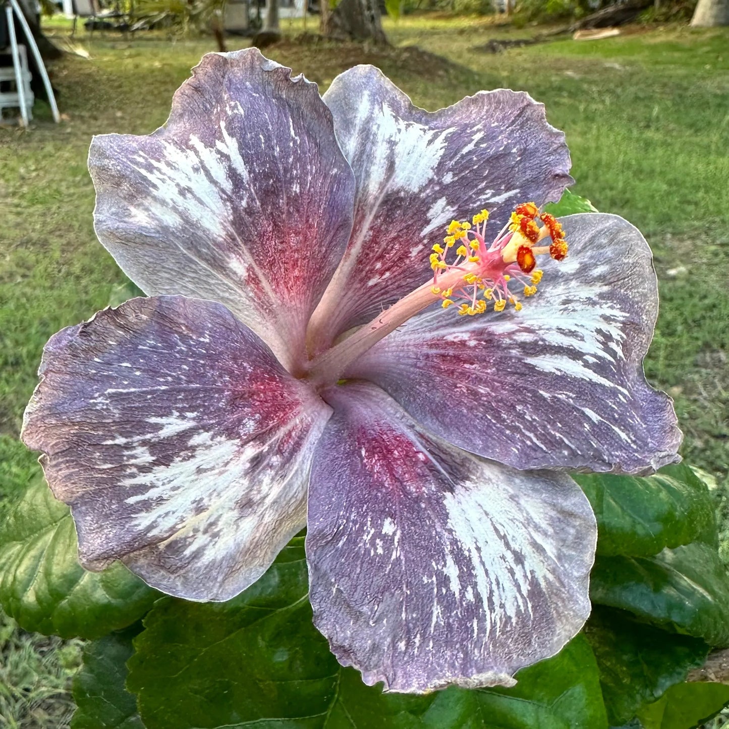 Hibiscus Metatron’s Meteor