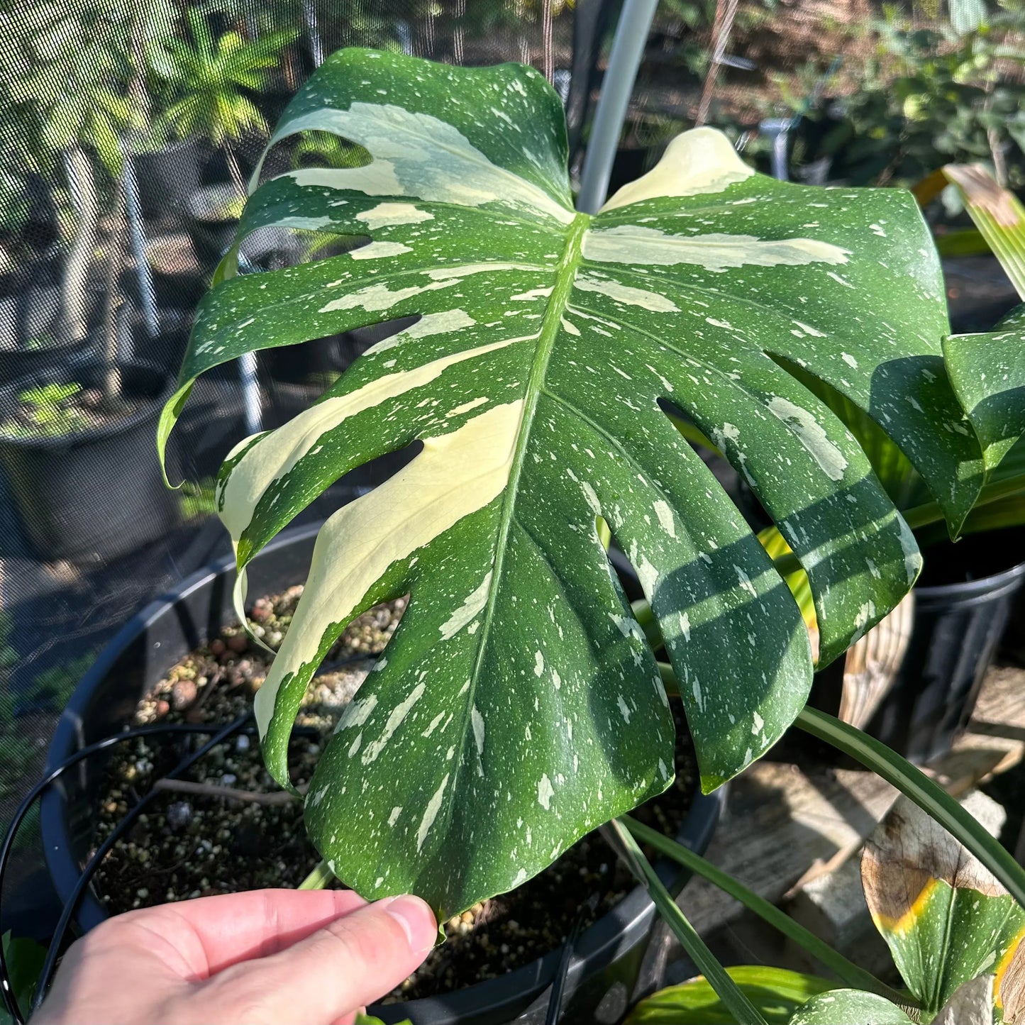 Monstera Thai Constellation