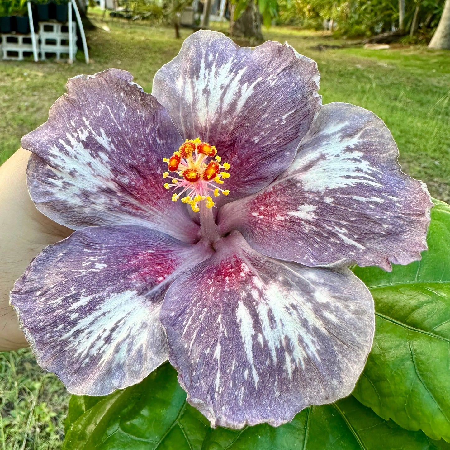 Hibiscus Metatron’s Meteor