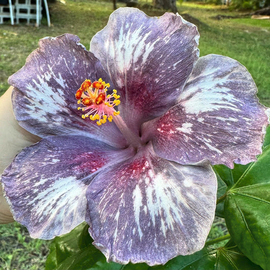 Hibiscus Metatron’s Meteor