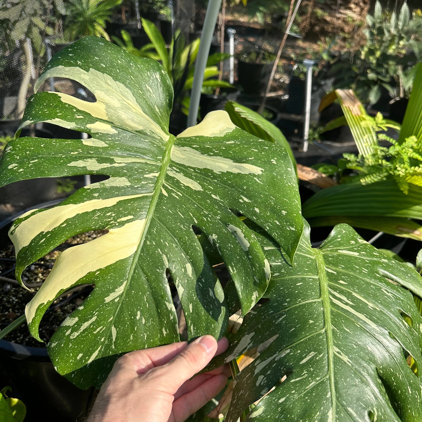 Monstera Thai Constellation