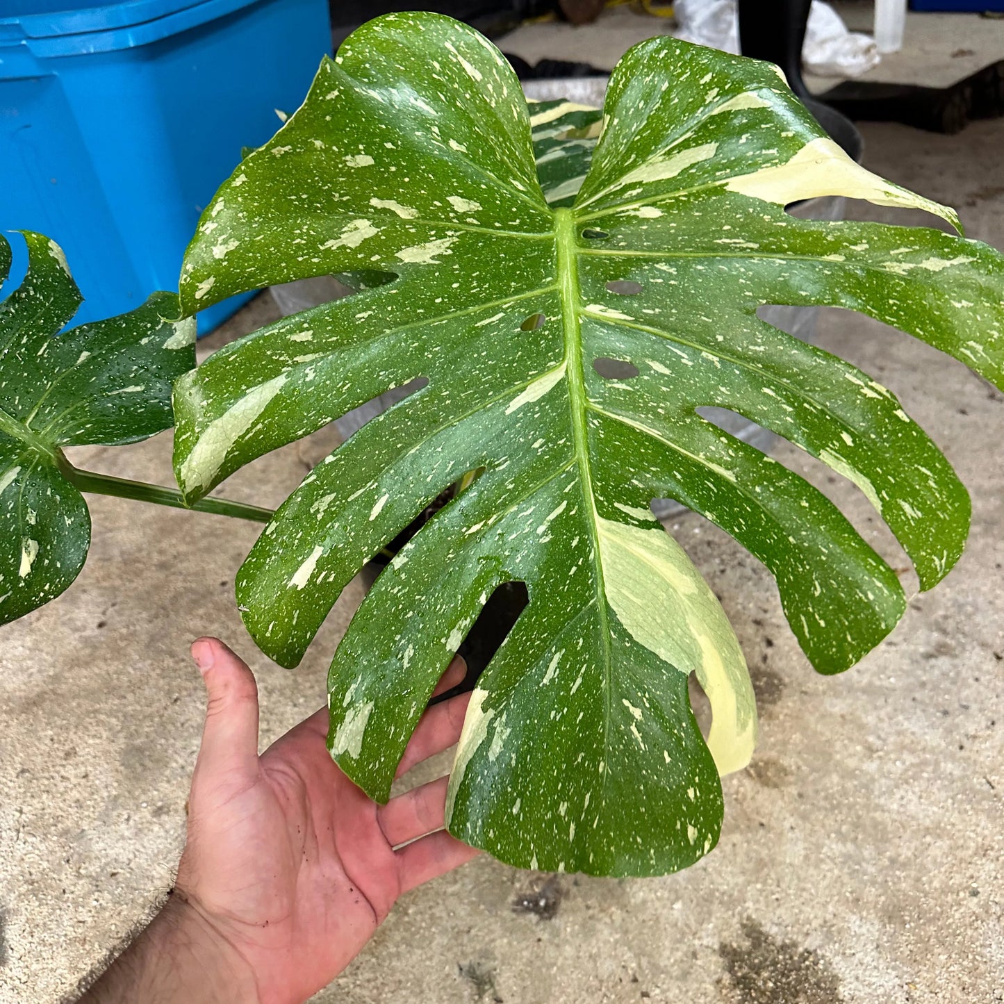 Monstera Thai Constellation