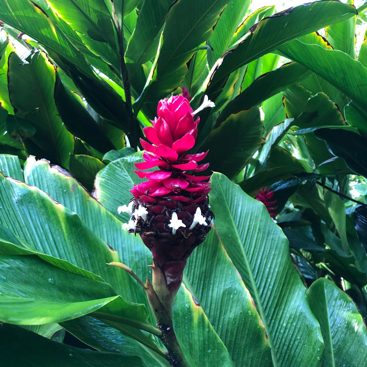 Giant Jungle King Ginger